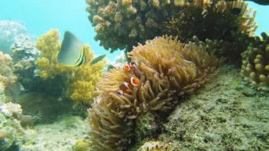 Mercan resiflerinde deniz şakayığı ve palyaço balığı, tropikal balıklar. Dünya sualtı dalışı ve mercan resifinde şnorkelle yüzmek. Sert ve yumuşak mercanlar sualtı manzarası