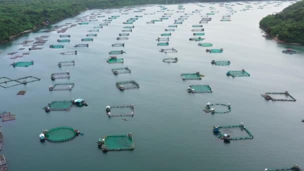 Vzdušný Pohled Rybníky Pro Bengus Mléčné Ryby Rybí Farma Výhled — Stock video