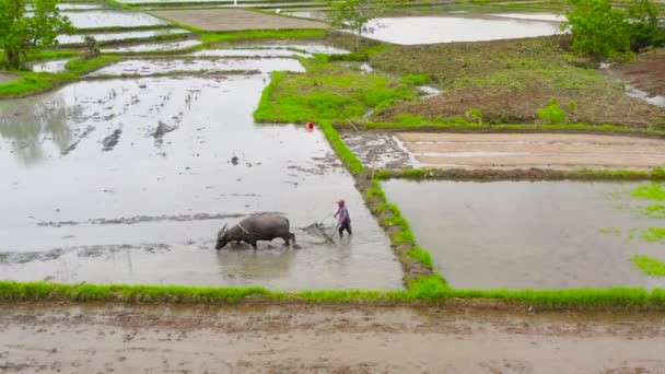 Ein Bulle Pflügt Das Feld Auf Dem Reis Angebaut Wird — Stockvideo
