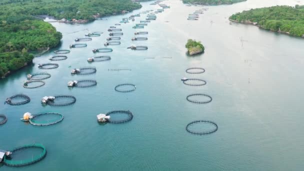 捕鱼业 工业规模的养鱼 大型传统浮游养鱼场的空中景观 — 图库视频影像
