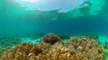 Su altı balık resifi denizcisi. Tropik renkli sualtı deniz manzarası. Filipinler.