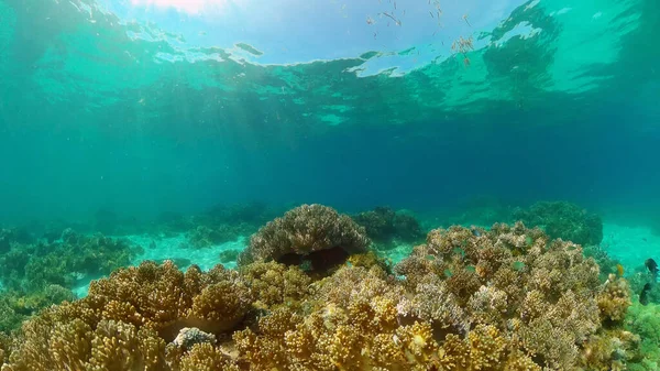 Onderwater Vis Rif Zee Tropisch Kleurrijke Onderwaterlandschap Filippijnen — Stockfoto