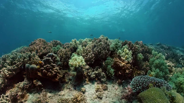 Arrecife Coral Tropical Peces Corales Submarinos Filipinas — Foto de Stock
