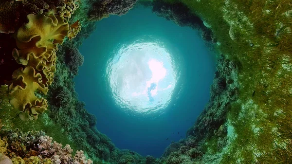 Marine life sea world. Underwater fish reef marine. Tropical colourful underwater seas. Philippines.