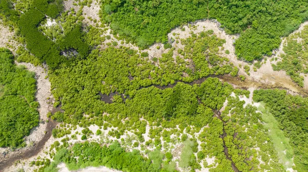 Повітряний Безпілотник Берегової Лінії Зеленими Мангровими Лісами Ландшафт Мангрових Лісів — стокове фото