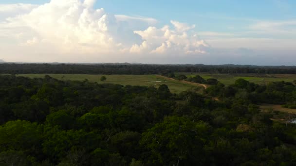 Luchtfoto Van Jungle Met Tropische Vegetatie Nationale Parken Van Sri — Stockvideo