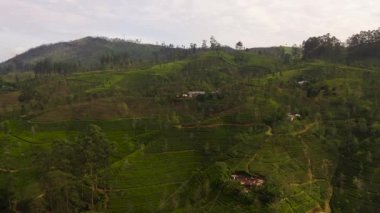 Aerial drone of Tea estate in Sri Lanka. High mountain tea plantation.