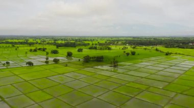 Kırsaldaki yeşil pirinç tarlalarının havadan görünüşü. Sri Lanka.