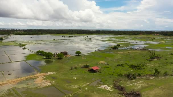 Rice Fields Agricultural Land Countryside Sri Lanka — Vídeo de Stock