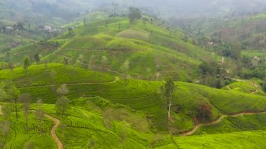Green tea plantation, Sri Lanka. Tea estate landscape.
