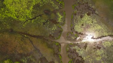 The surface of a lake or swamp in the tropics of Sri Lanka.