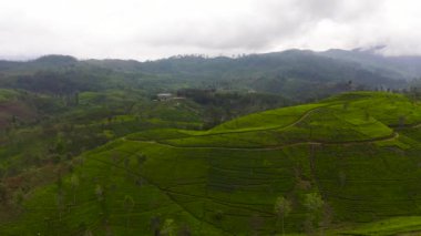 Tea estate landscape, Sri Lanka. Landscape with green fields of tea.