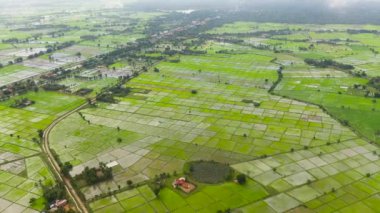 Sri Lanka 'nın kırsal kesimindeki pirinç tarlaları yukarıdan görülüyor.