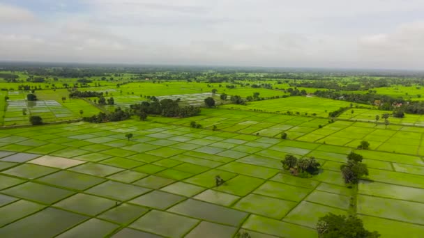 Top View Green Rice Fields Countryside Sri Lanka — Video Stock