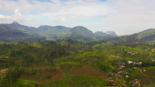 Aerial View Tea Plantation Top Mountain Tea Estate Landscape Sri — Video