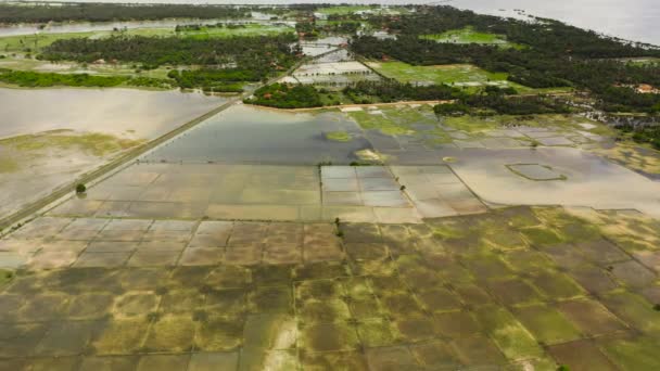 斯里兰卡农村稻田和农田的空中无人驾驶飞机 — 图库视频影像