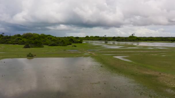 Selvas Pantanosas Selva Tropical Sri Lanka — Vídeos de Stock