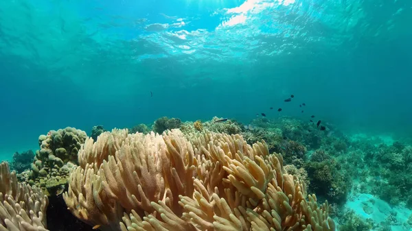 Peces Tropicales Arrecifes Coral Bajo Agua Corales Duros Blandos Paisaje — Foto de Stock