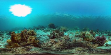 Mercan kayalıkları ve tropik balıklar. Filipinler 'in sualtı dünyası. Filipinler. 360 panorama VR
