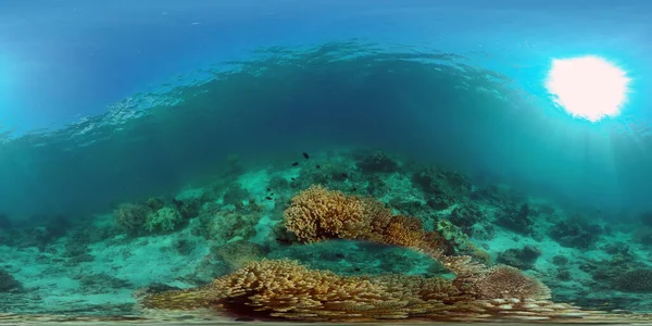 Tropiska Fiskar Och Korallrev Vatten Hårda Och Mjuka Koraller Undervattenslandskap — Stockfoto