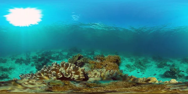 산호초는 물고기와 단단하고 부드러운 산호로 양념을 필리핀 360 파노라마 — 스톡 사진