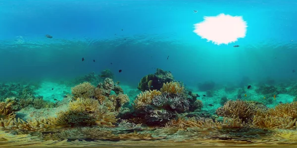 Peces Tropicales Arrecifes Coral Buceo Mundo Submarino Con Corales Peces — Foto de Stock