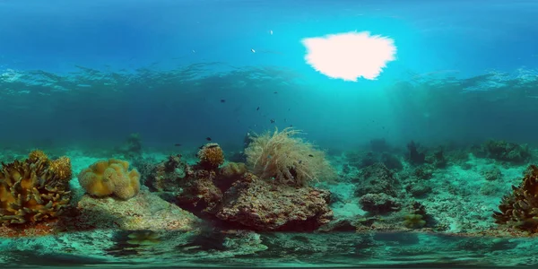 Trópusi Tenger Korallzátony Víz Alatti Halak Korall Kert Víz Alatti — Stock Fotó