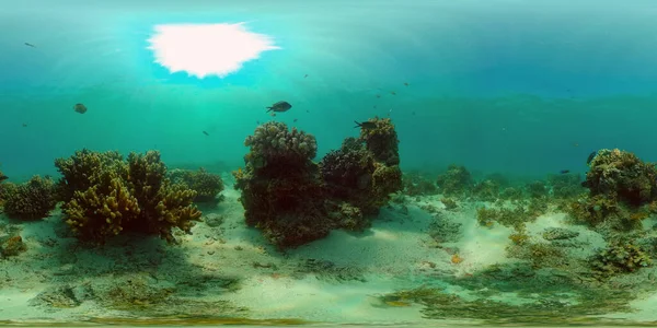 Tropiska Färgglada Undervattens Kustlandskap Tropiska Fiskar Och Korallrev Vatten Undervattenslandskap — Stockfoto