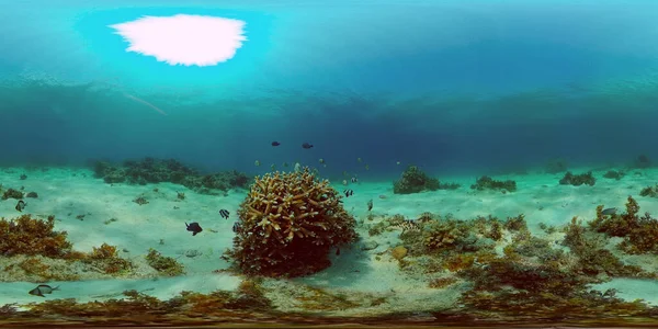 Τροπικός Ύφαλος Υποβρύχια Ψάρια Και Κοράλλια Υποβρύχια Ψάρια Ύφαλο Φιλιππίνες — Φωτογραφία Αρχείου
