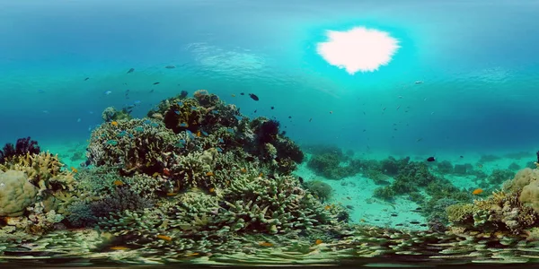 Tropische Vissen Koraalriffen Bij Het Duiken Prachtige Onderwaterwereld Met Koralen — Stockfoto