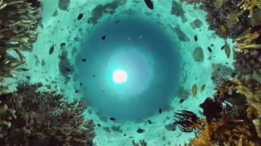 Sualtı Tropikal Resif Manzarası. Tropik balık resifi denizcisi. Yumuşak sert mercanlar deniz manzarası. Filipinler.