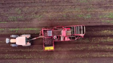 Tarım aracı şeker pancarı hasat ediyor. Kırmızı hasatçılar şeker pancarı hasadı..