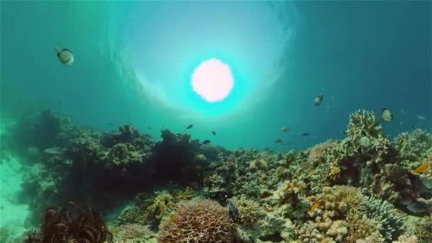 Escena Submarina Arrecife Coral Corales Duros Blandos Paisaje Submarino Concepto — Vídeo de stock