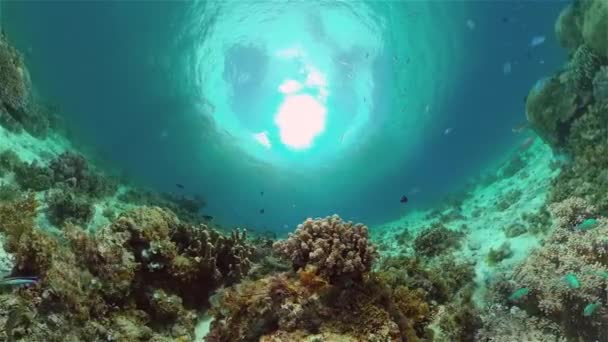 Рибний Кораловий Риф Тропічні Підводні Морські Риби Кольоровий Тропічний Кораловий — стокове відео