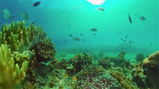 Pesci Tropicali Barriera Corallina Sott Acqua Coralli Duri Molli Paesaggio — Video Stock