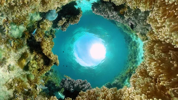 热带珊瑚礁和水下鱼类 硬珊瑚和软珊瑚 菲律宾 — 图库照片