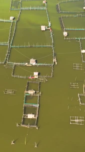 Sea Fish Farm Cages Fish Farming Dorado Seabass Philippines Luzon — Vídeo de stock