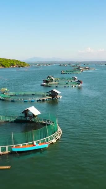 Top View Sea Fish Farm Cages Fish Farming Dorado Seabass — ストック動画