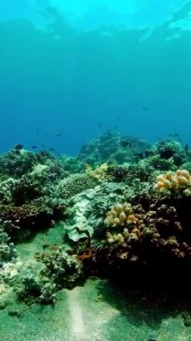 Tropikal mercan resifleri. Balıklarla, sert ve yumuşak mercanlarla. Dikey video.