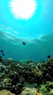 Sahne resifi. Deniz yaşamı deniz dünyası. Su altı balık resifi denizcisi. Filipinler. Dikey video.