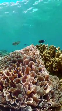 Tropik mercan resifi. Su altı balıkları ve mercanlar. Filipinler. Dikey video.