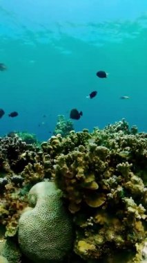 Renkli Balık ve Mercan Resifi ile Su altı Dünyası. Tropik resif denizcisi. Filipinler. Dikey video.