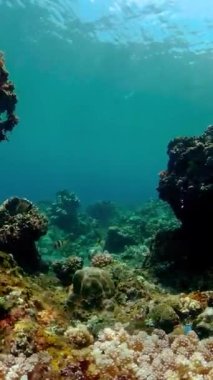 Sualtı Sahne Mercan Resifi. Su altı deniz balığı. Tropik resif denizcisi. Renkli sualtı deniz manzarası. Filipinler. Dikey video.