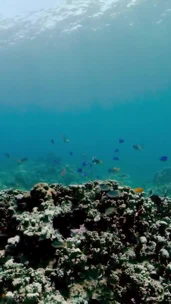 Unterwasserszene Coral Reef Tropische Unterwasserfische Philippinen Vertikales Video — Stockvideo