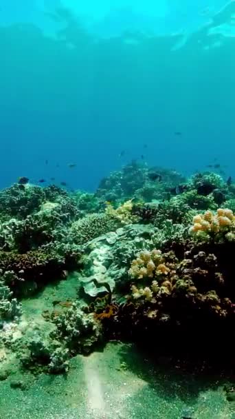 Tropisch Koraalrif Zeegezicht Met Vissen Harde Zachte Koralen Verticale Video — Stockvideo
