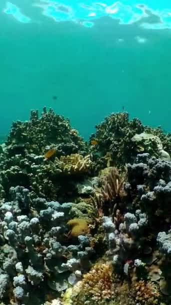 Тропічні Риби Кораловому Рифі Підводна Сцена Філіппіни Вертикальне Відео — стокове відео