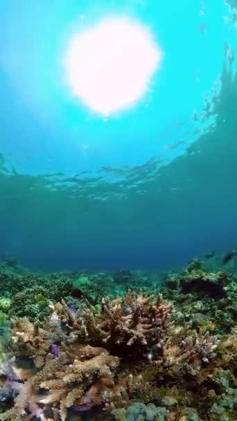 与热带鱼一起在水下的珊瑚礁 旅行度假概念 菲律宾 垂直录像 — 图库视频影像