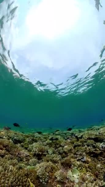 Miękkie Twarde Koralowce Podwodna Rafa Ogrodowa Ryb Scena Koralami Rafowymi — Wideo stockowe