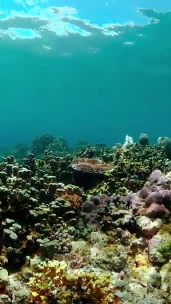 Unterwasserfischgartenriff Szene Aus Riffkorallen Seelandschaft Unter Wasser Philippinen Vertikales Video — Stockvideo