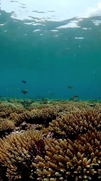 Onderwater Tropical Reef View Tropische Visrifzee Zacht Koraal Zeegezicht Verticale — Stockvideo